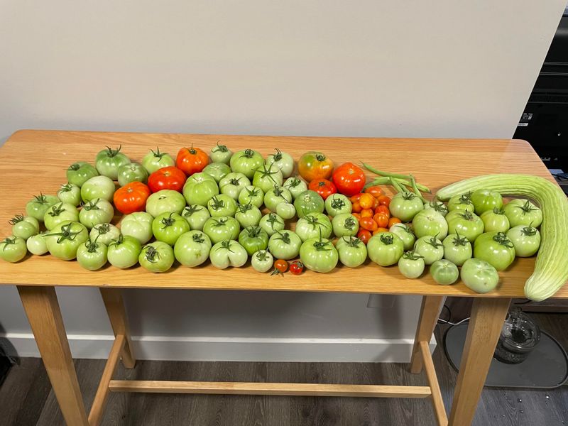 Use moderate warmth and keep fruit out of direct sun