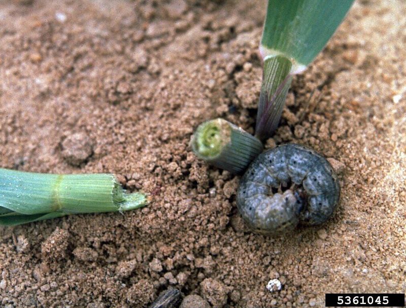 Use monitoring and physical controls when plants show damage