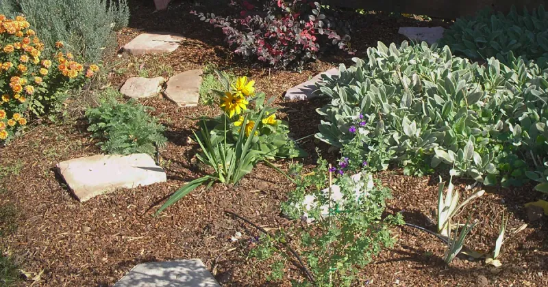 Use mulch and restraint while roots recover