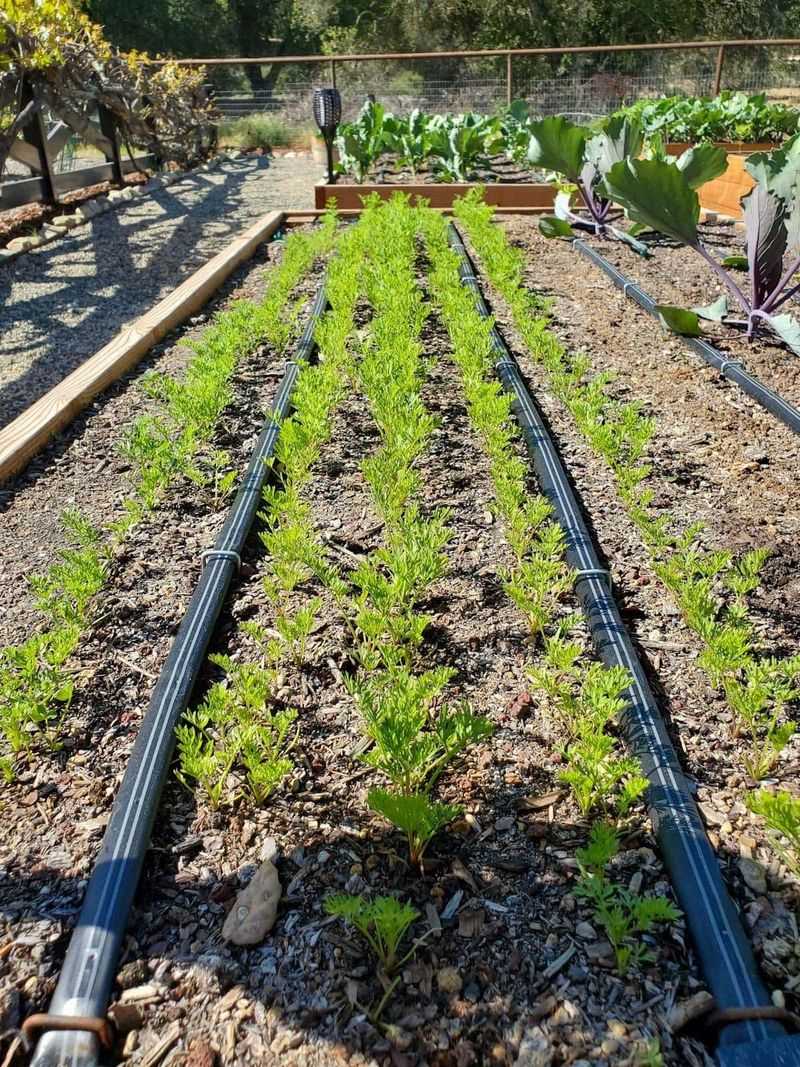 Use mulch and targeted irrigation to smooth moisture changes