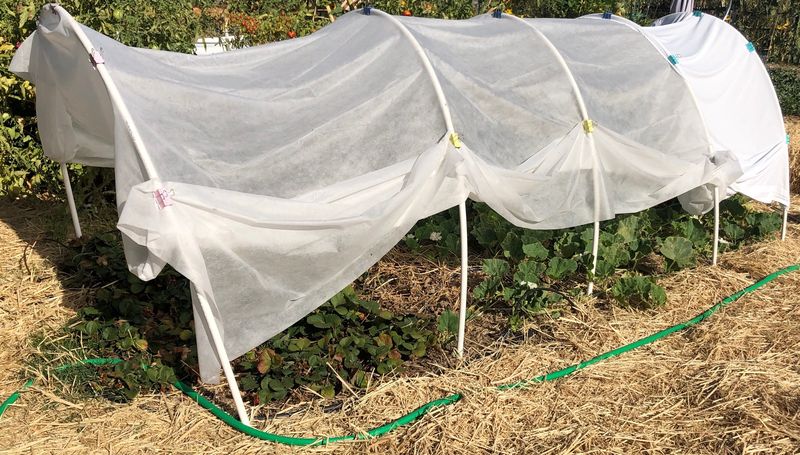 Use mulch and temporary shade to reduce heat stress