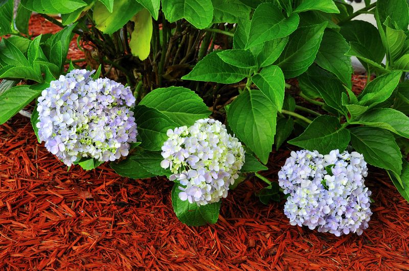 Use mulch to conserve moisture, not to promise a cure