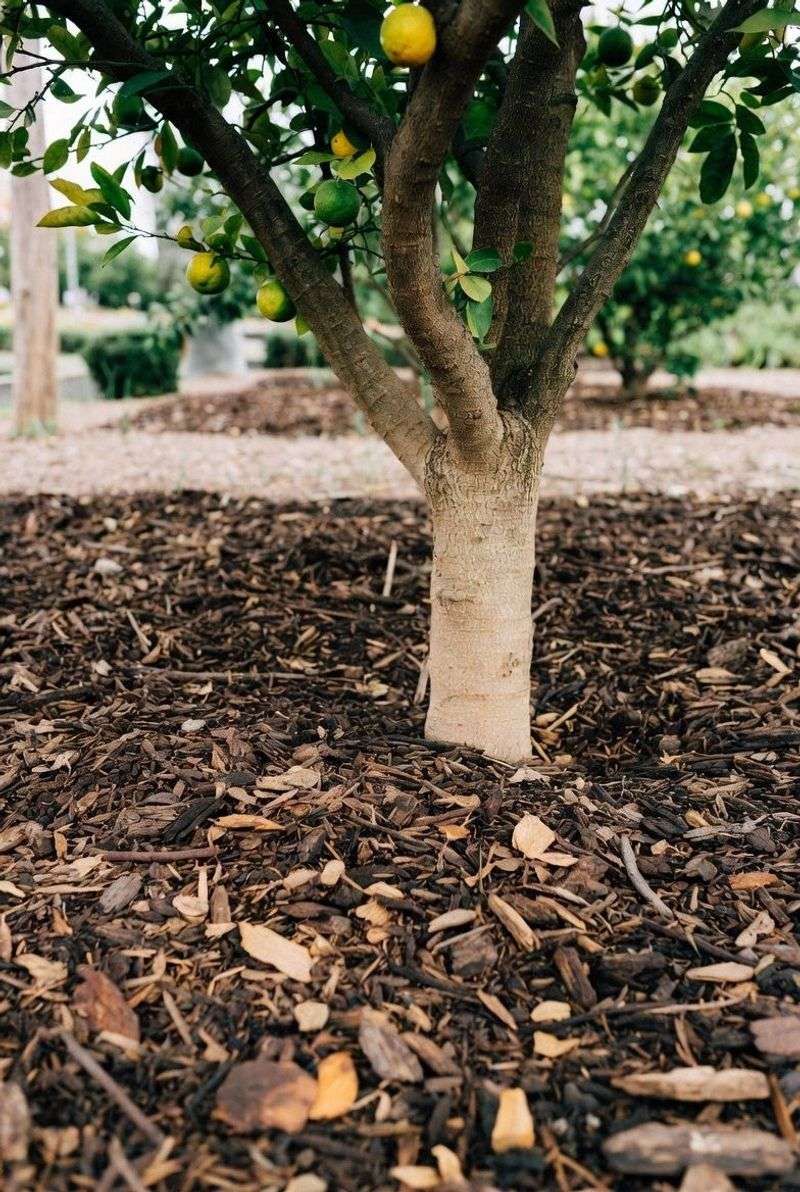 Use mulch to moderate moisture, not promise a cure