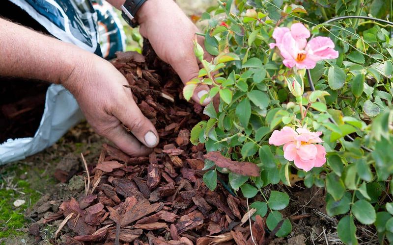 Use mulch to moderate the rose’s growing conditions