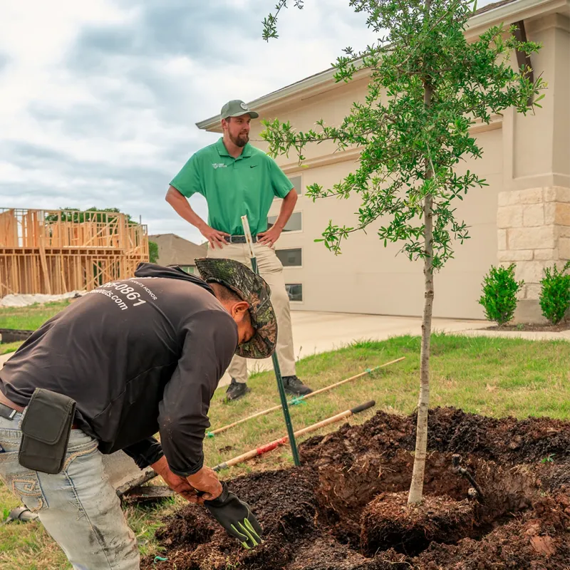 Use native soil, shallow mulch, and consistent irrigation Use native soil, shallow mulch, and consistent irrigation