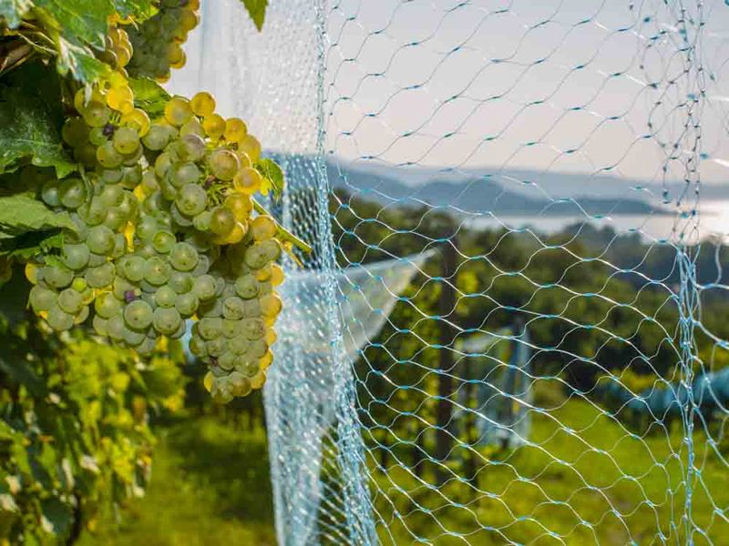 Use netting as a physical exclusion option