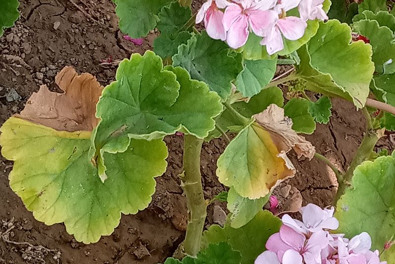 Use other symptoms to look beyond watering