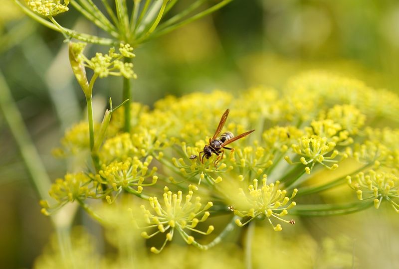 Use paper wasps as one part of an IPM routine