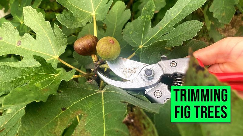 Use post-harvest pruning selectively in Florida and similar climates Use post-harvest pruning selectively in Florida and similar climates