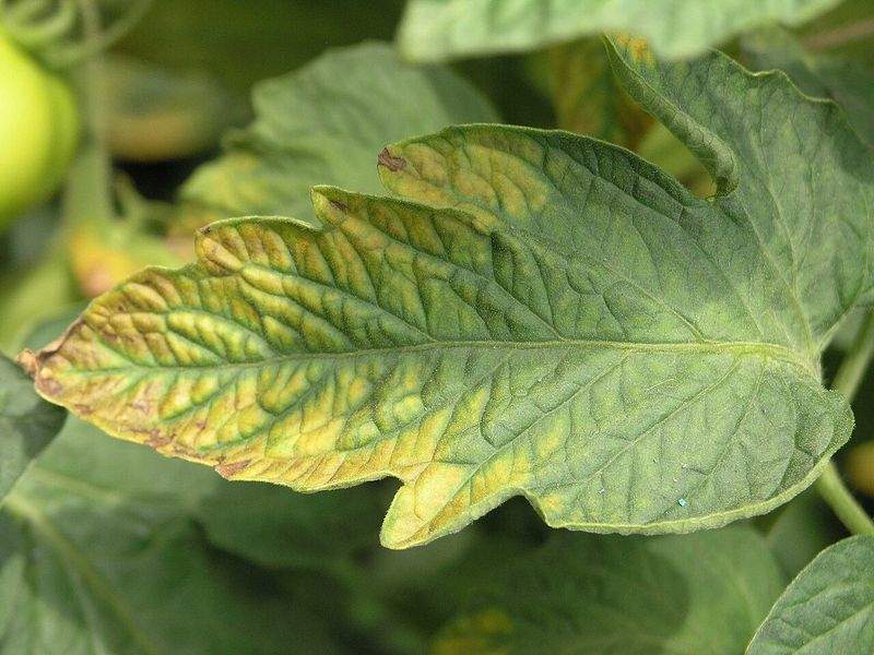 Use potassium only after a supported diagnosis