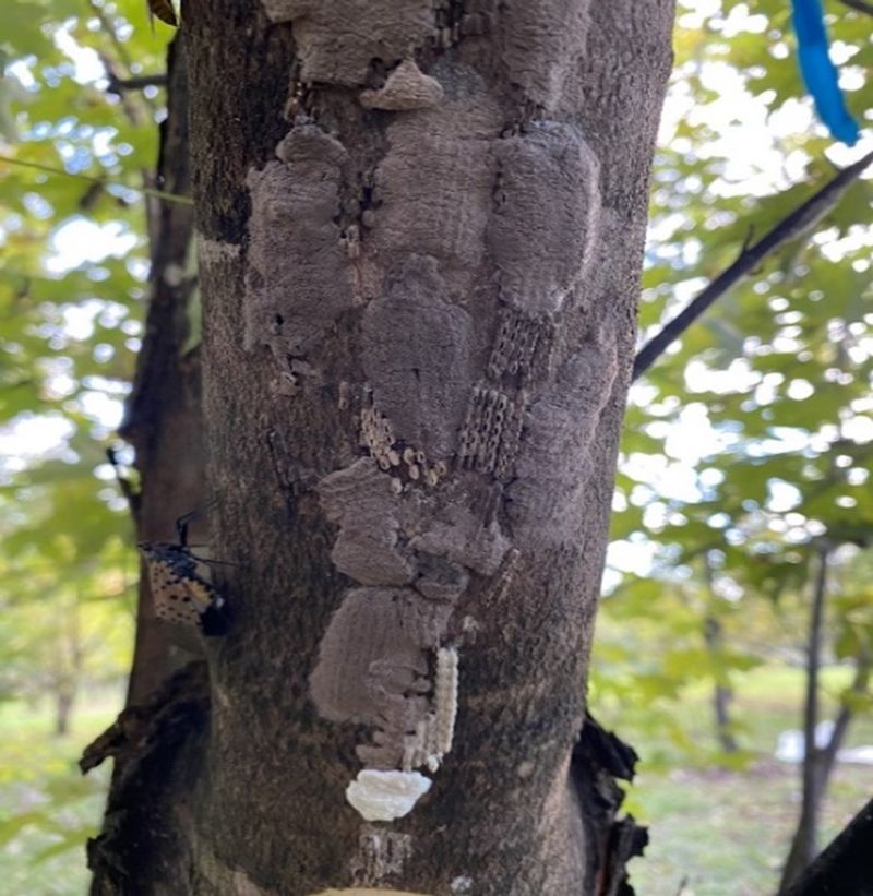 Use removal to reduce local hatch, not promise eradication