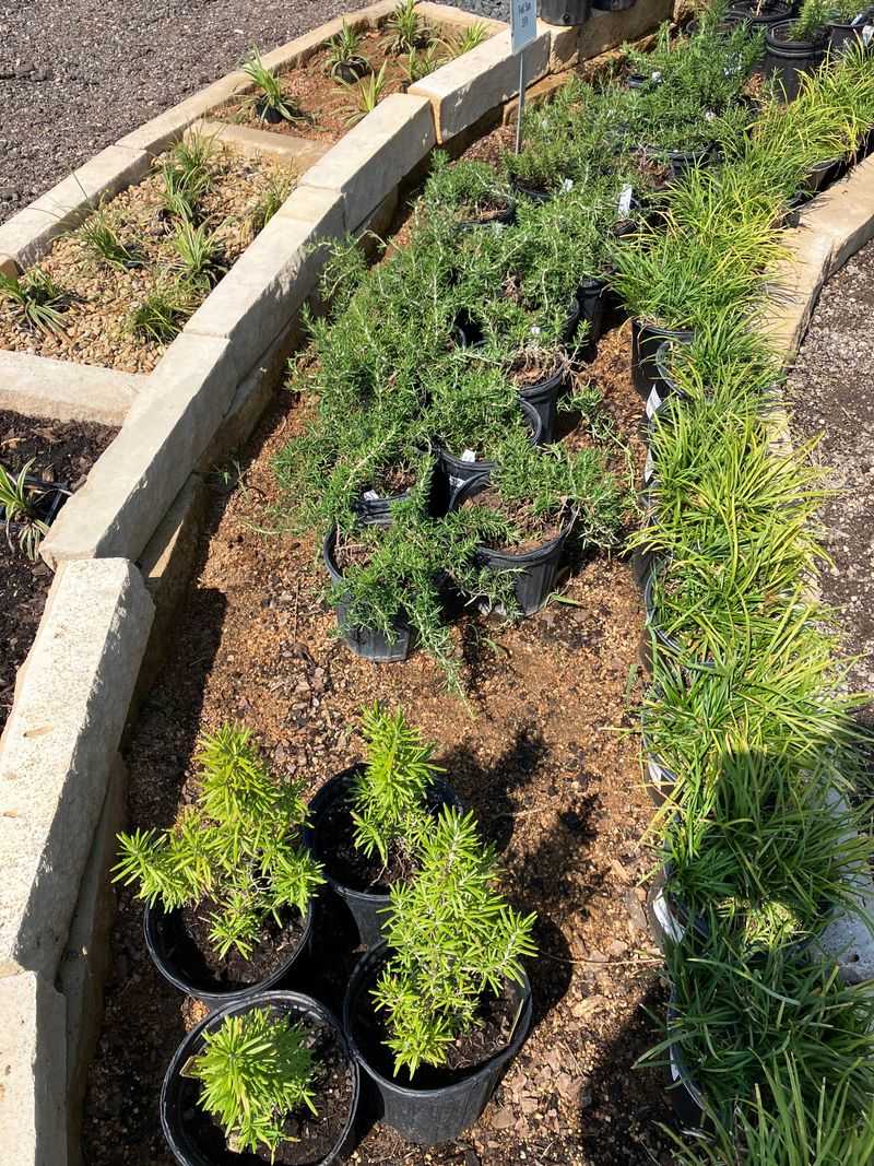Use rosemary as a designed edge, not a foundation cure