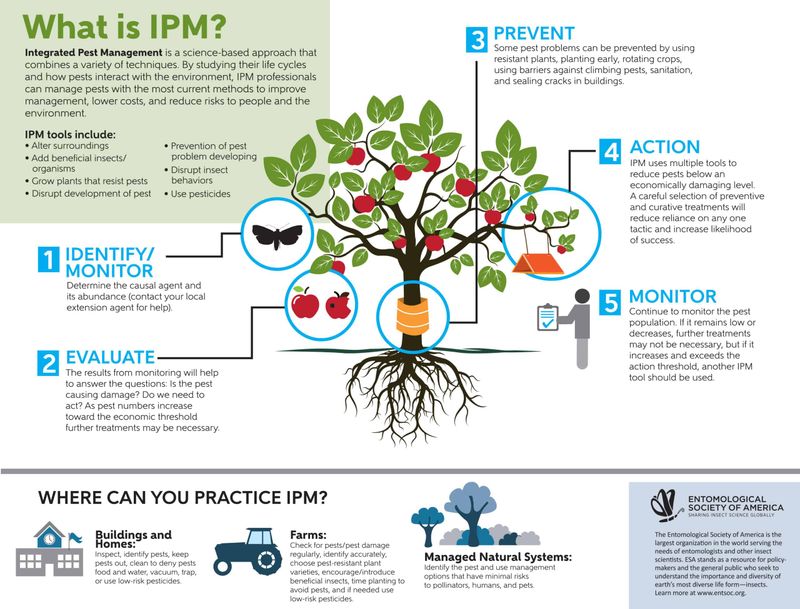 Use sage alongside, not instead of, pest management