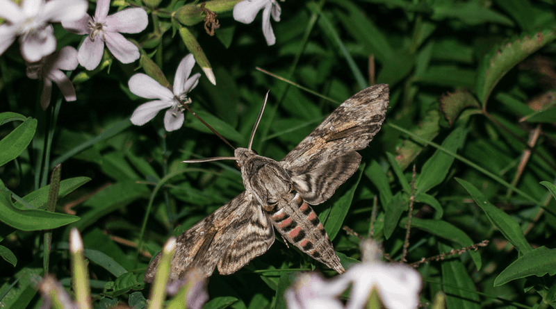 Use sensible pesticide and lighting practices