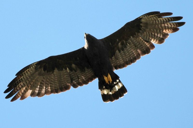 Use shape and markings to identify the circling birds