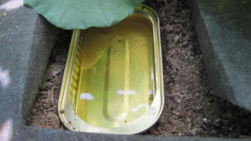 Use simple traps to identify and reduce nighttime pests