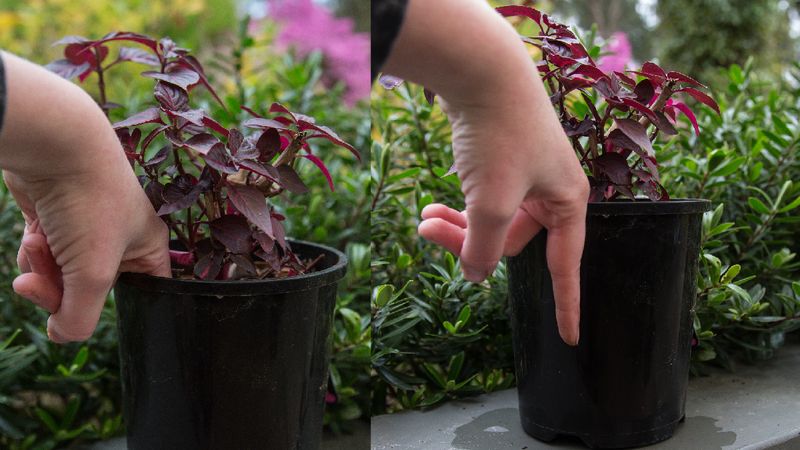 Use soil moisture as a first checkpoint, not a final diagnosis