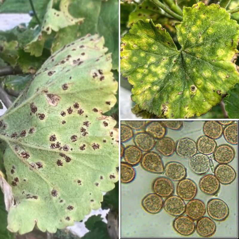 Use specific disease clues instead of assuming disease