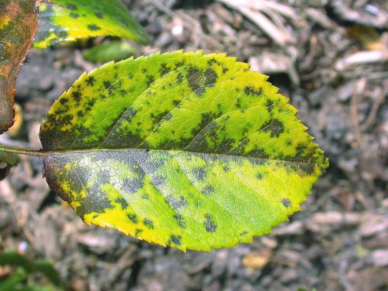 Use spot patterns to separate disease from mite damage