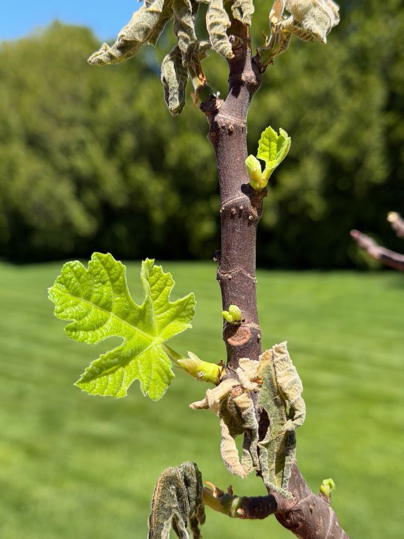 Use spring growth to judge freeze damage