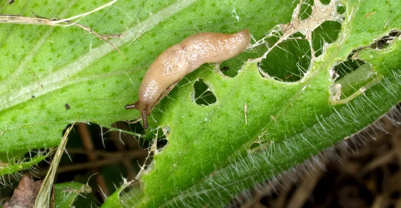 Use targeted controls for pests and disease