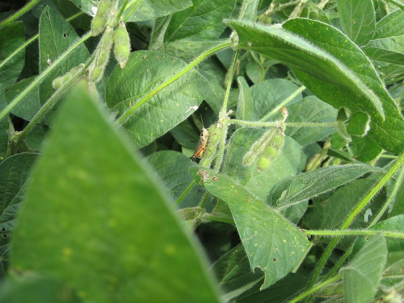 Use the bird as one layer of integrated pest management