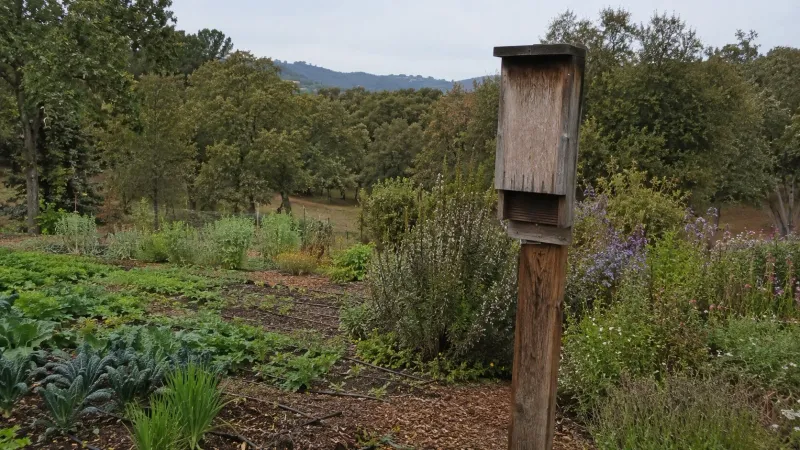 Use the box as one part of a resilient garden plan