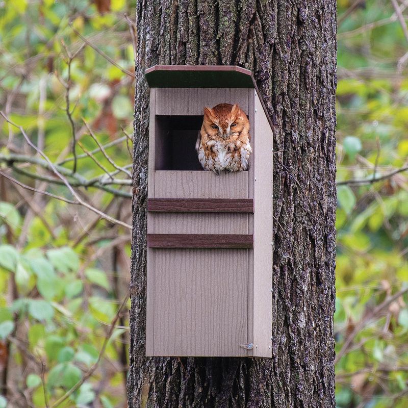 Use the box to support wildlife, not to promise a rat-free yard
