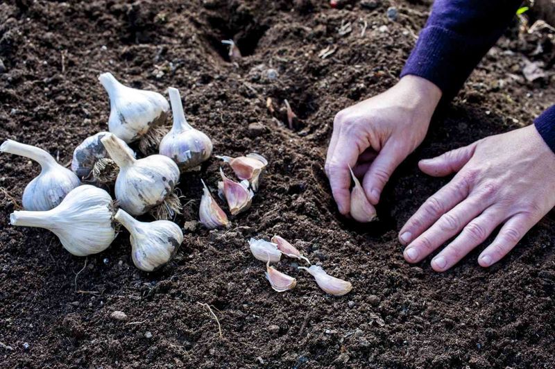 Use the clove-selection rule without overpromising