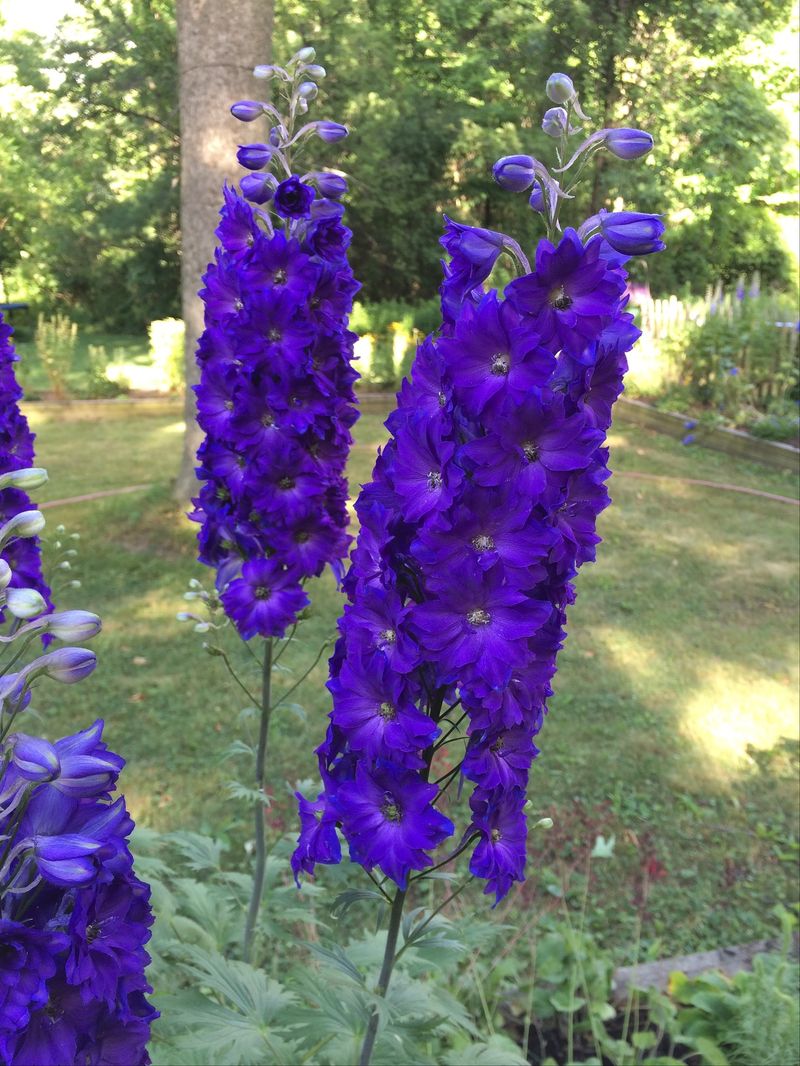 Use the cutback as one part of better delphinium care