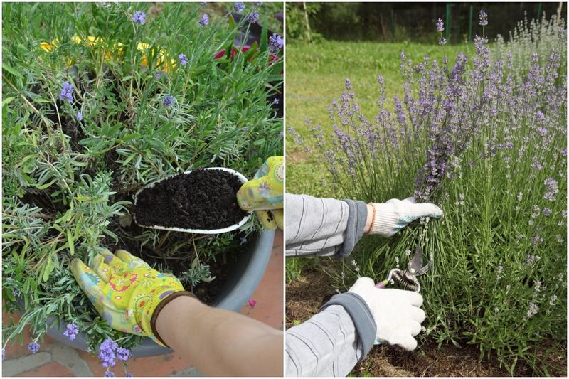 Use the green-growth test before you prune