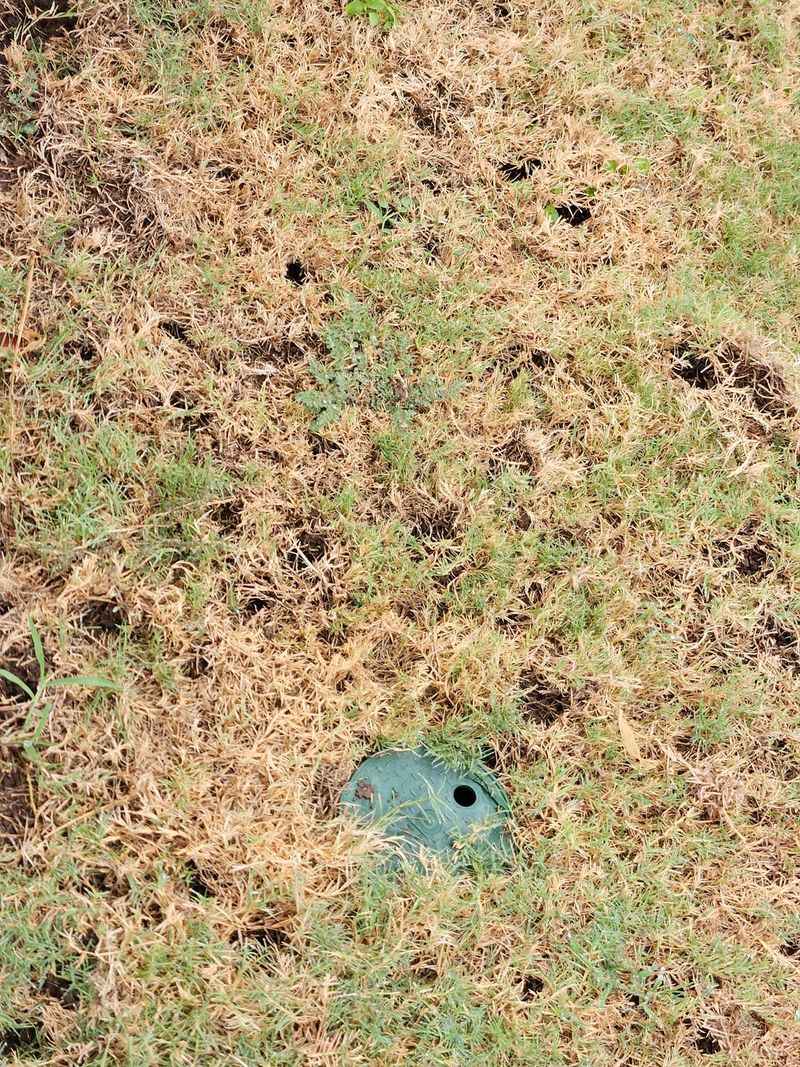 Use the holes to ask the right lawn question