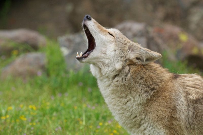 Use the howl as a prompt for a smarter fall check