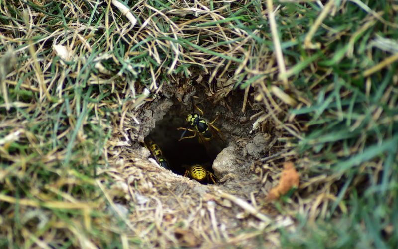 Use the lawn check to prevent surprises, not nests