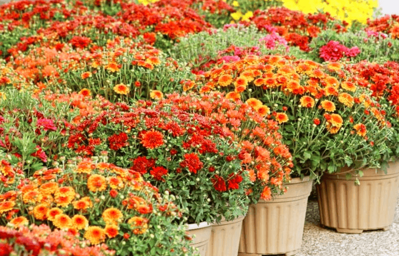 Use the mum for fall color, with realistic expectations
