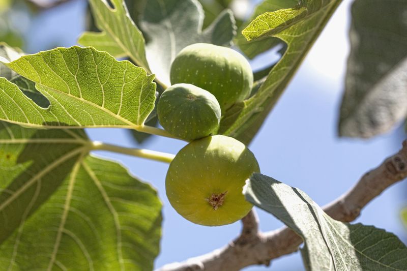 Use the next growing season to test the diagnosis