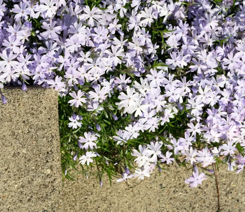 Use the plant when the site does the hard work