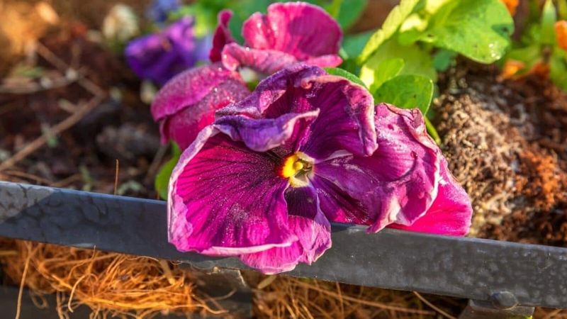 Use the planting bed, not the headline, as your diagnosis