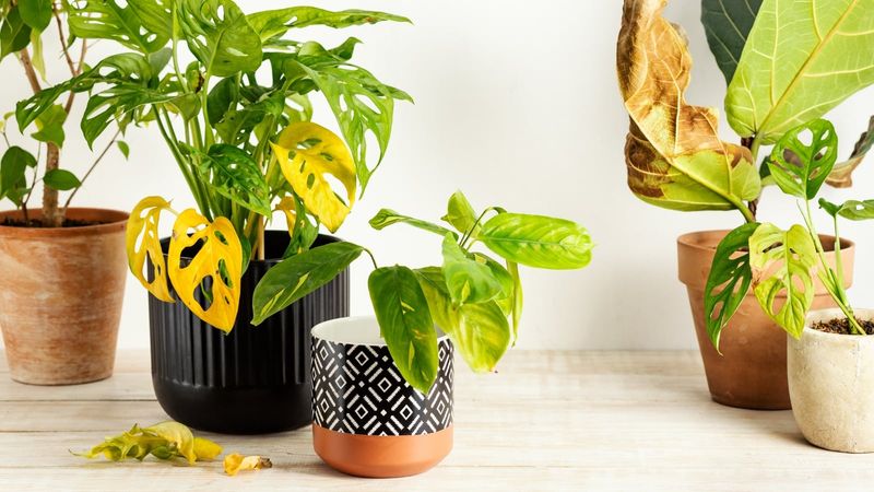 Use the plant’s response to set the next watering check