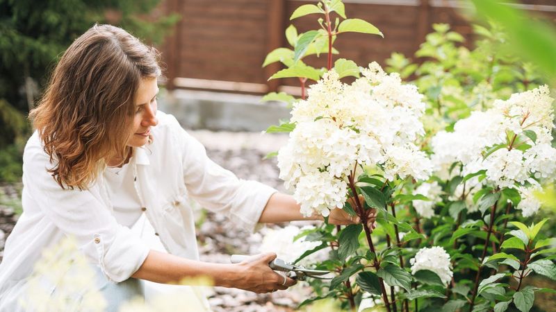 Use the plant’s type and history to plan the next cut