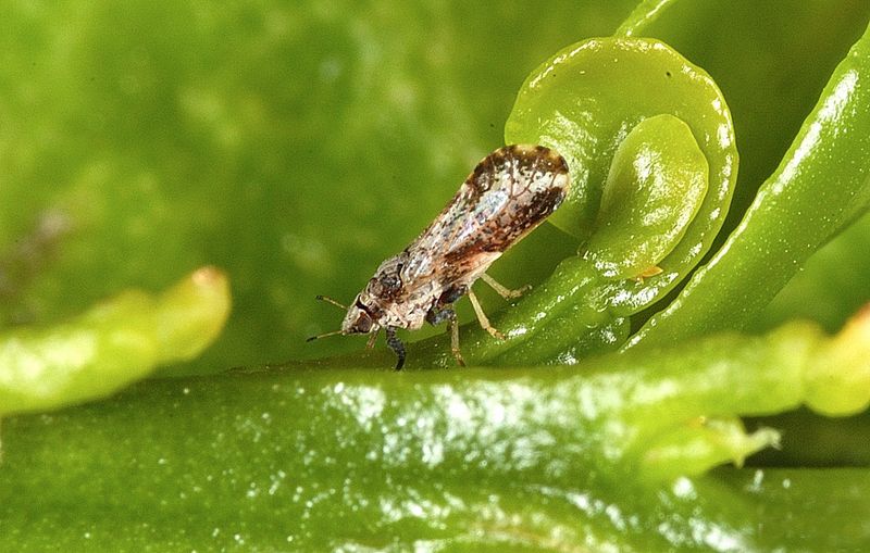 Use the psyllid’s posture and life stages to identify it Use the psyllid’s posture and life stages to identify it