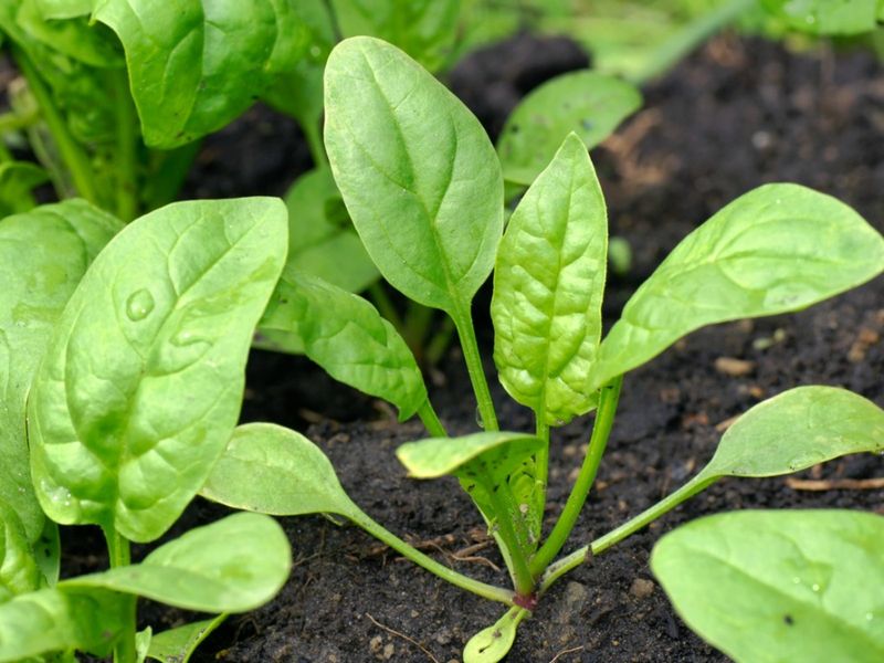 Use the stem and soil to guide the next watering decision Use the stem and soil to guide the next watering decision