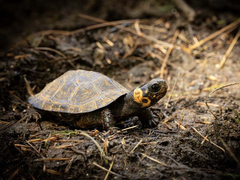 Use the turtle as a habitat clue and the soil test as the diagnosis Use the turtle as a habitat clue and the soil test as the diagnosis