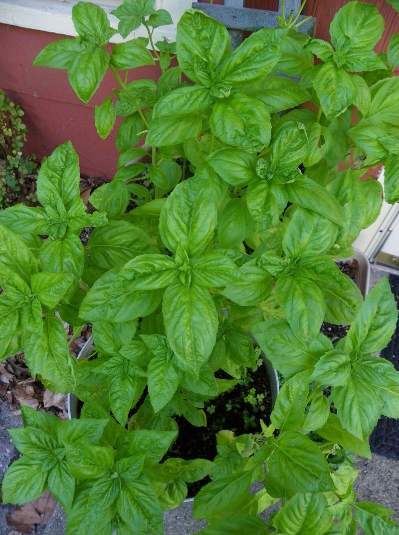 Use tonight’s forecast to make the basil decision