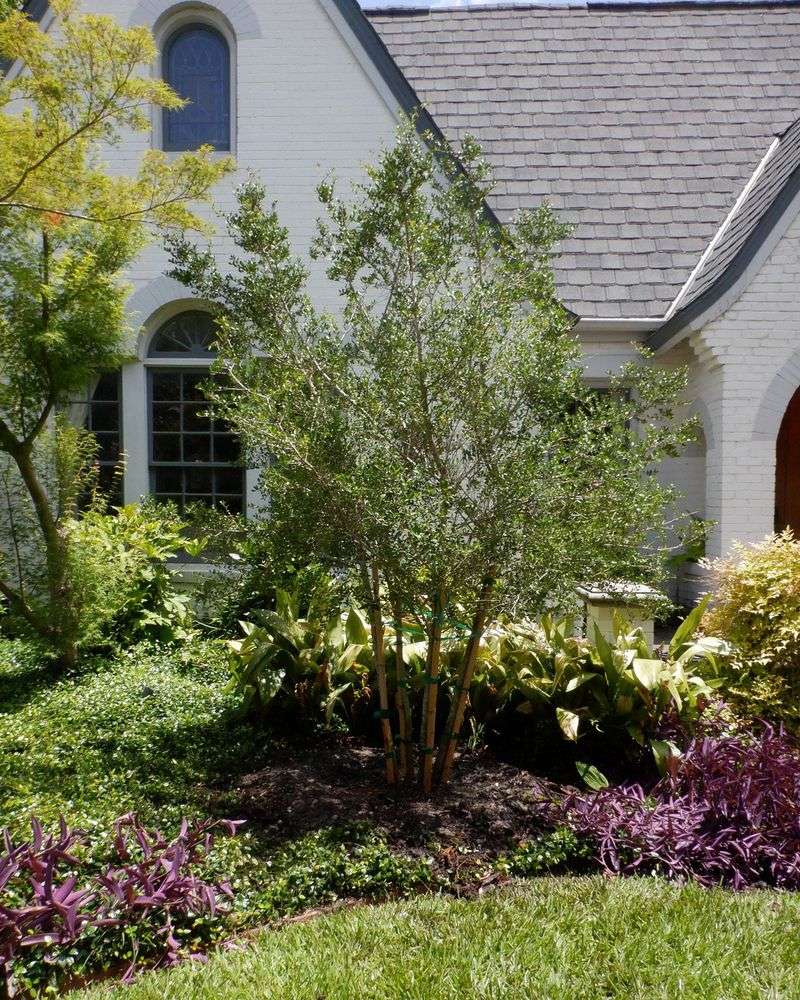Use wax myrtle or yaupon holly when the site calls for them