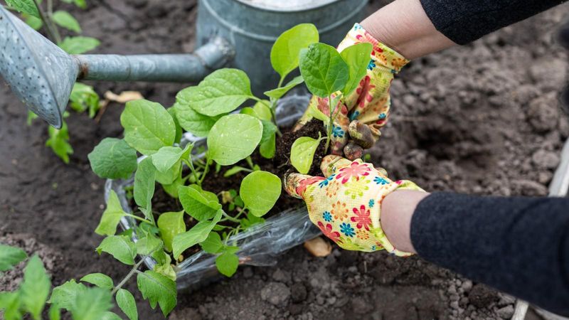 Use young transplants and keep them growing steadily