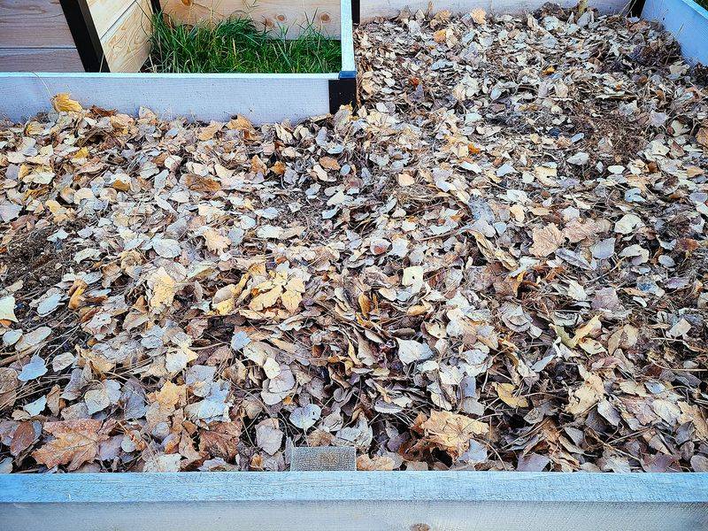 Using Leaf Litter as Free Mulch in Containers