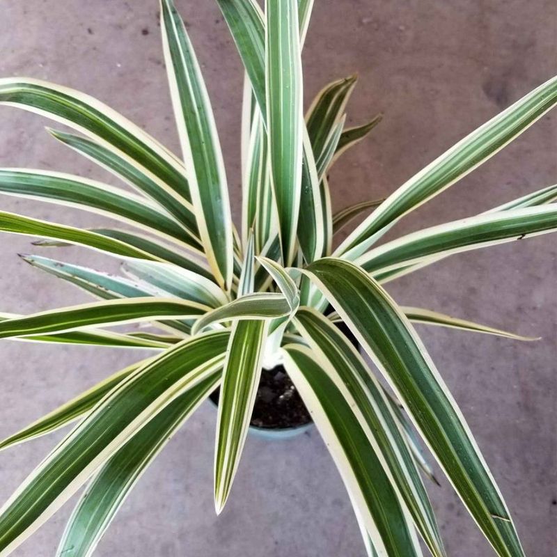 Variegated Flax Lily