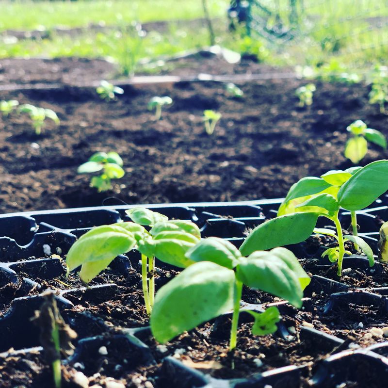 Vegetable Seedlings Vegetable Seedlings