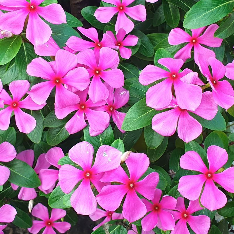 Vinca (Madagascar Periwinkle)